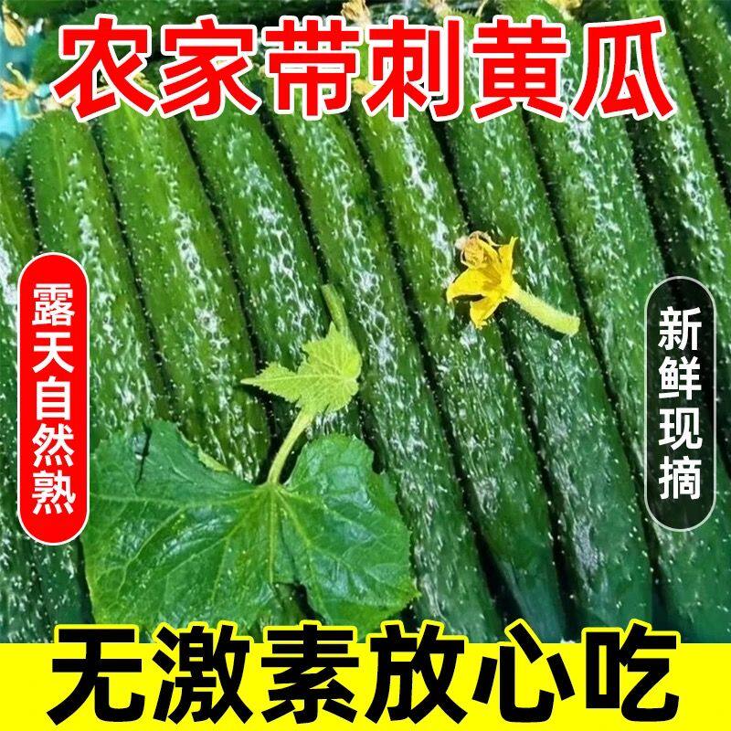 新鲜现摘刺黄瓜应季农家蔬菜生吃现摘批发特价水果当季当季长黄瓜