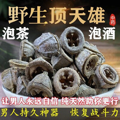 野生云南云南顶天雄新货包邮