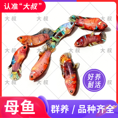 泰国斗鱼koi糖果星河将军热带小型观赏鱼淡水宠物糖果色抱卵母鱼