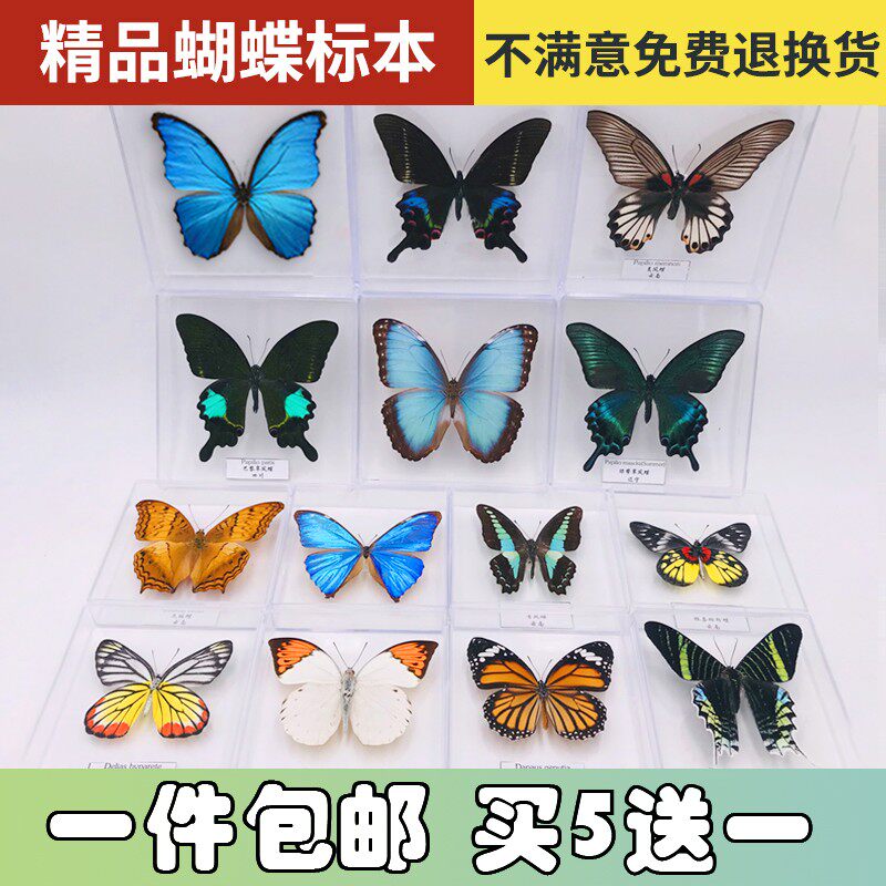 蝴蝶标本摆件真展翅学生创意昆虫生日礼品情人节透明盒子真幼儿园