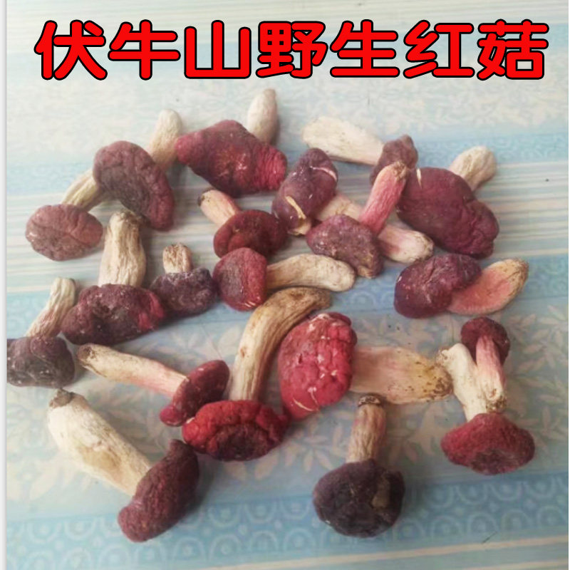 24年新货伏牛山红香菌正宗野生红菇野蘑菇农副产品野生菌500g包
