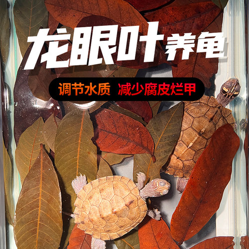 免煮龙眼叶腐皮烂改善水质