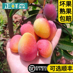 新鲜云南元江小金凤凰芒果礼盒金凤凰大小果贵妃芒果拇指迷你芒果