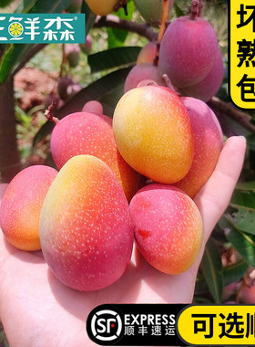 元江金凤凰精品芒果拇指迷你芒果