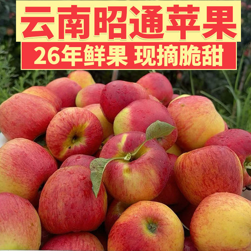 现摘现2026年新鲜云南昭通苹果