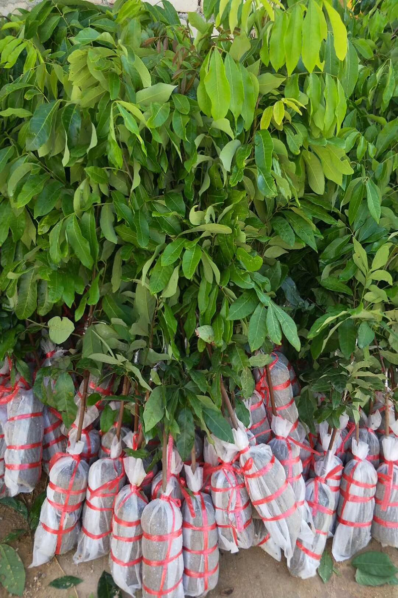 无纺布育苗袋加厚白色可降解花盆