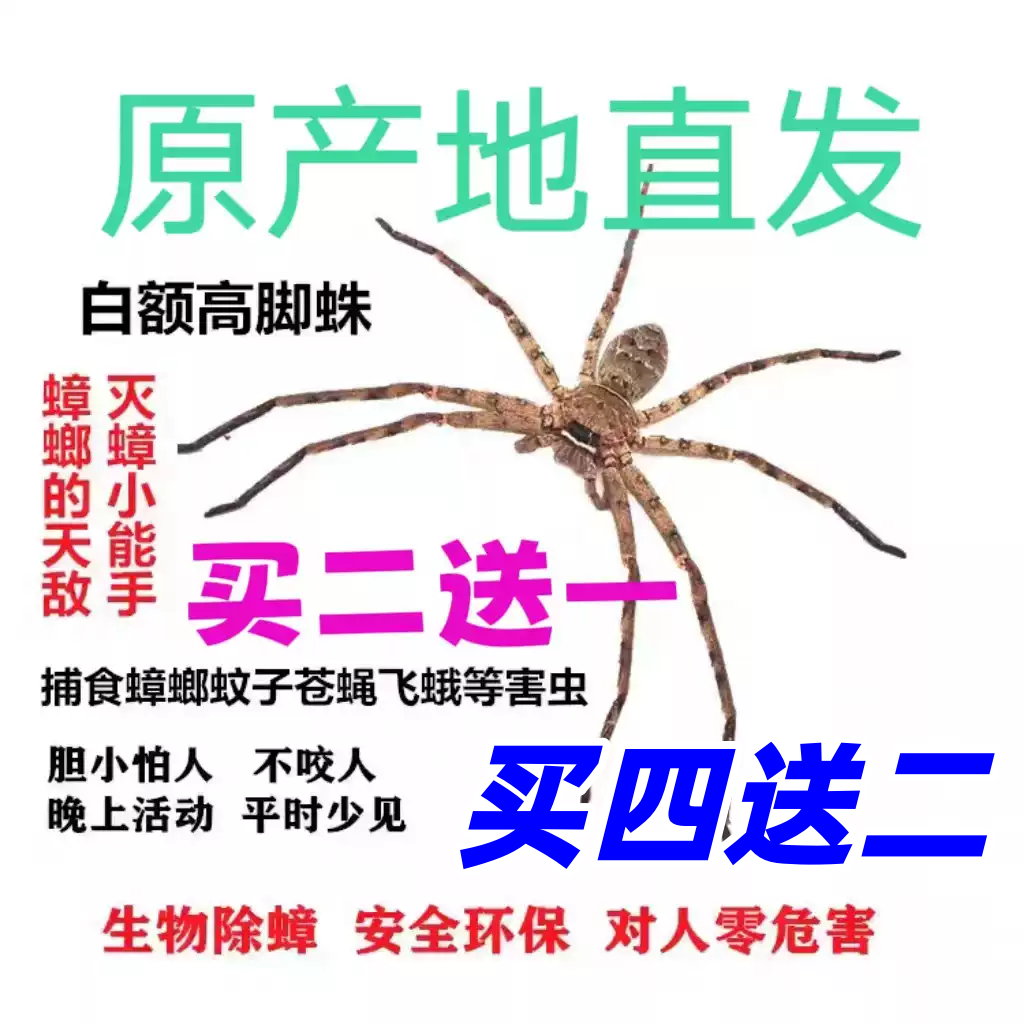 白额高脚蛛抓吃蟑螂的蜘蛛灭小强天敌吃蚊虫网红蜘蛛灭蟑神器宠物
