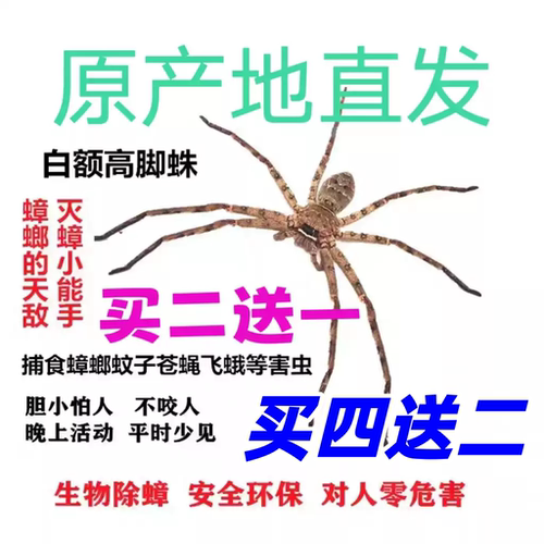 灭小强天敌克星蚊虫白额高脚蛛