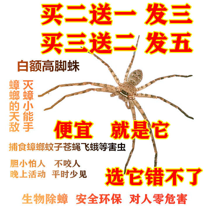 白额高脚蛛抓蟑灭蚊蝇李艺彤推荐