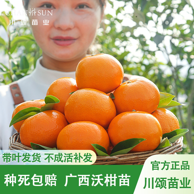 【泥球苗】沃柑树苗正宗091沃柑带叶带土发货嫁接苗地栽盆栽阳台
