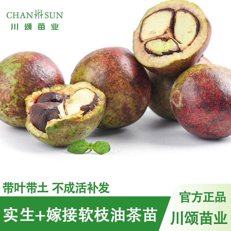 广西油茶树苗高产岑软白花油茶嫁接苗岑溪软枝树苗矮化山茶苗薄皮