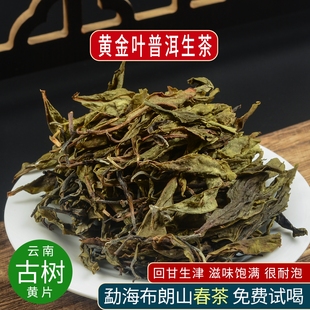 布朗山普洱茶勐海老黄片2024年头春古树黄金叶口粮普洱散装生茶叶