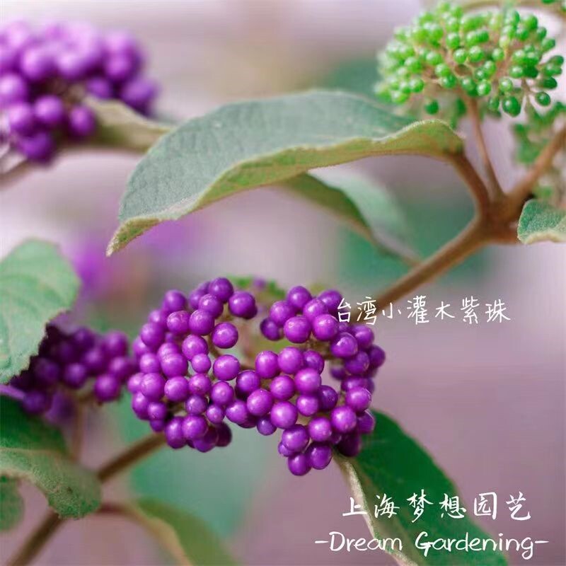 日本紫珠紫珠盆栽转运珠