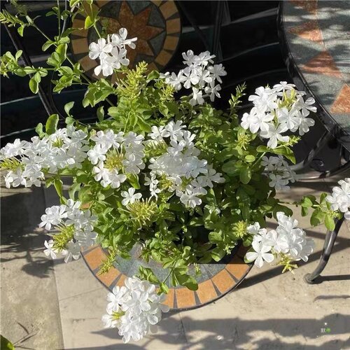 多年生庭院蓝雪花花期长多季