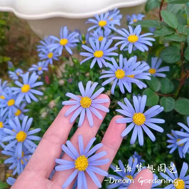 蓝色玛格丽特盆栽多色可选雏菊花室外阳台耐寒花卉花期久蓝玛包邮-封面