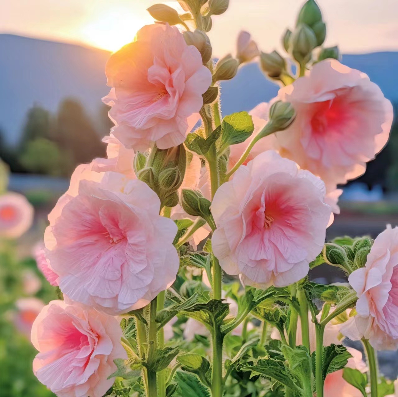 大花蜀葵盆栽多年生桃子与梦查特系列喜光耐热庭院阳台植物花卉