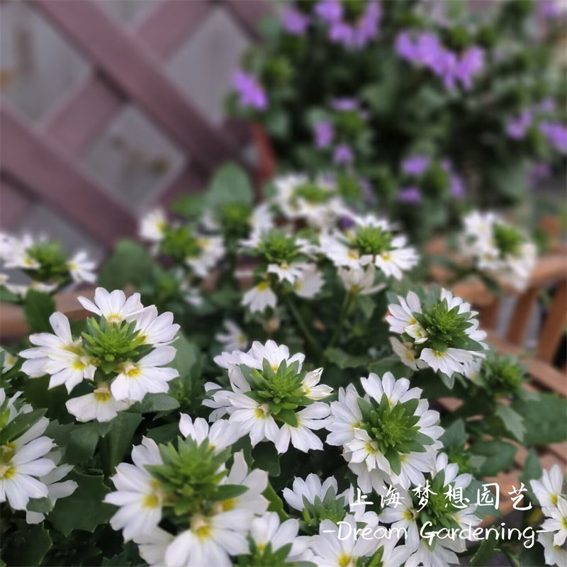 半扇花盆栽草海桐蓝扇花粉扇花大苗庭院阳台多年生花卉花期长好养