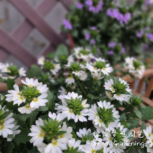半扇花盆栽草海桐蓝扇花粉扇花大苗庭院阳台多年生花卉花期长好养