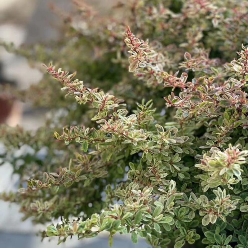 小丑火棘盆栽 花境植物 庭院阳台 多年生灌木绿植 四季常绿不落叶