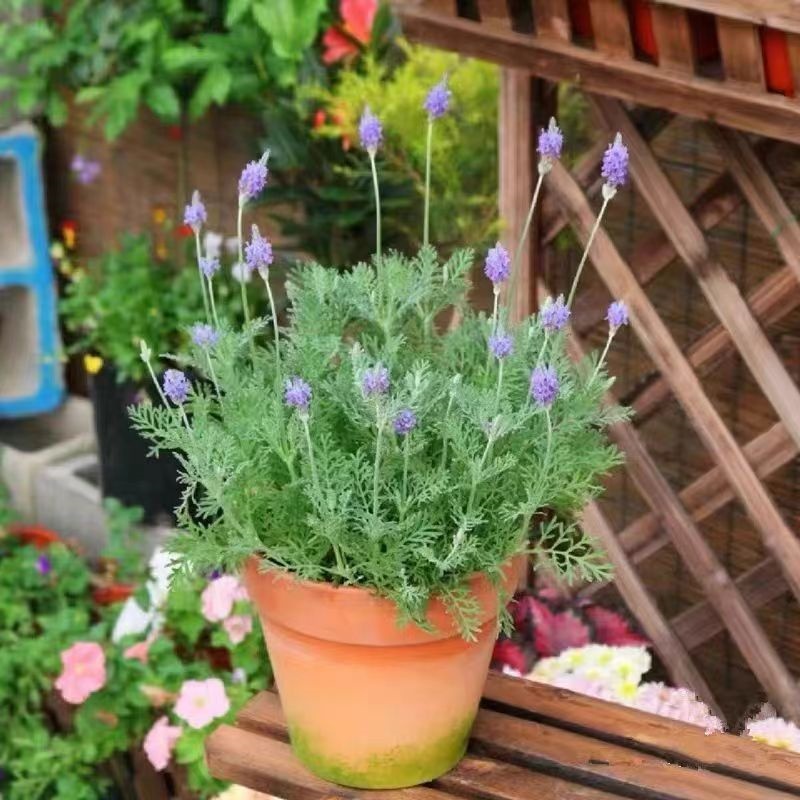 普罗旺斯薰衣草 芳香熏衣草盆栽 阳台庭院喜凉耐半日照羽叶薰衣草
