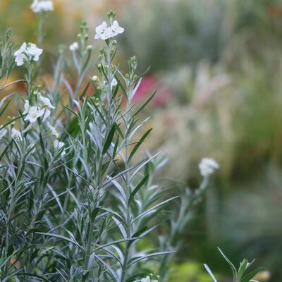 柳叶星河花 日本进口银叶碎花观叶植物 耐热耐寒常绿灌木花卉