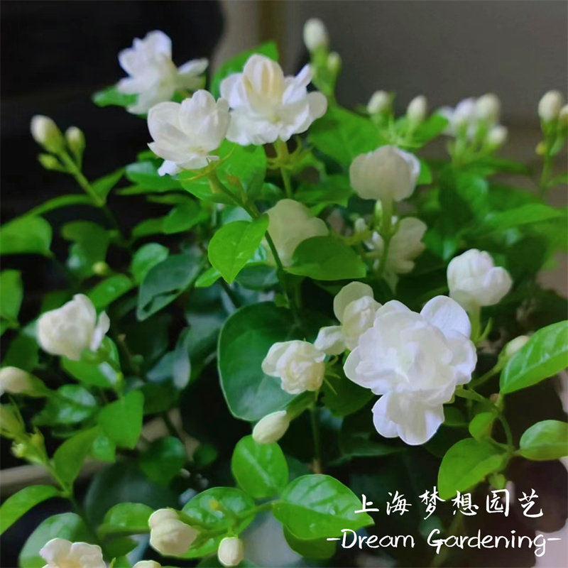 茉莉花盆栽 虎头茉莉 笔尖茉莉茉莉花