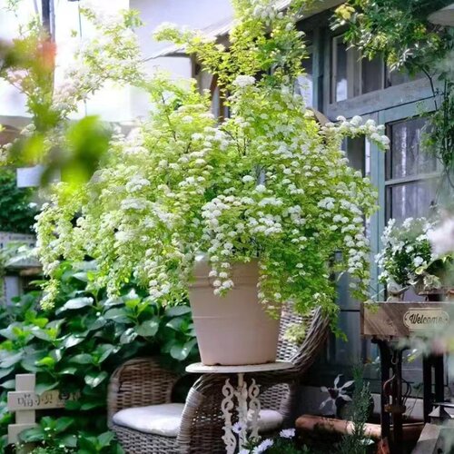 重瓣小手球 菱叶绣线菊黄金喷泉 清新可爱庭院阳台多年生灌木花卉