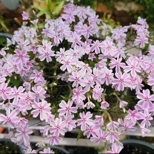 芝樱花苗盆栽花卉 针叶天蓝绣球 庭院阳台多年生绿植花镜造景耐寒