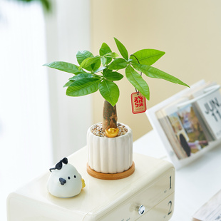 发财树盆栽可爱治愈系办公室内桌面招财绿植物工位解压小摆件创意