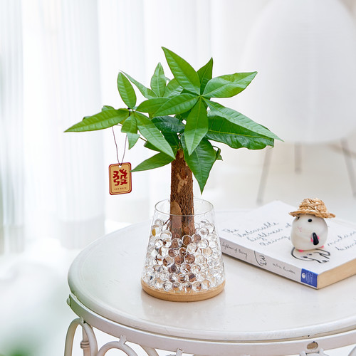 水培植物发财树桌面盆栽干净好养