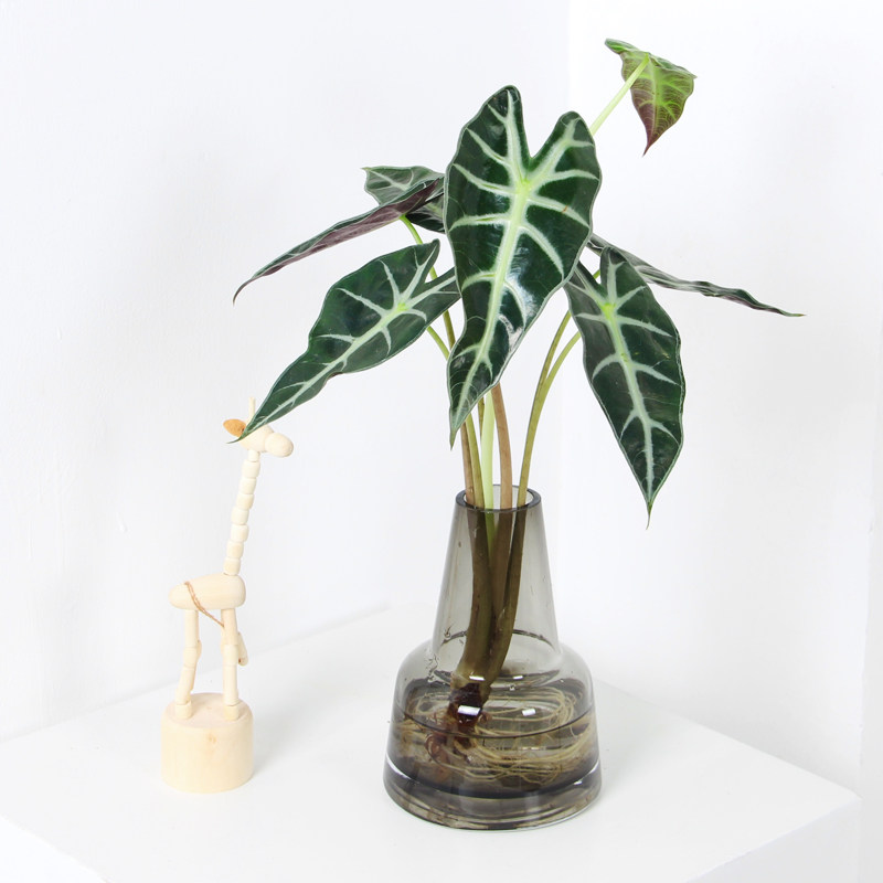 办公室桌面植物黑叶竹芋小仙女耐阴水培盆栽室内好养北欧ins绿植