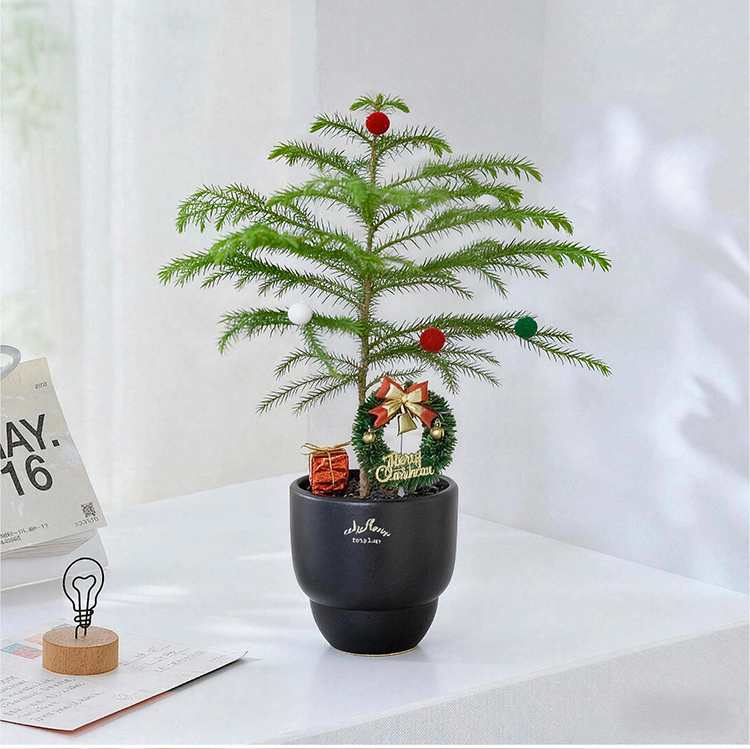 圣诞南洋杉桌面节日氛围感小盆栽