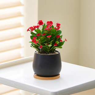 【小红花】虎刺梅耐旱盆栽阳台绿植物四季开花卉好养活办公室桌面