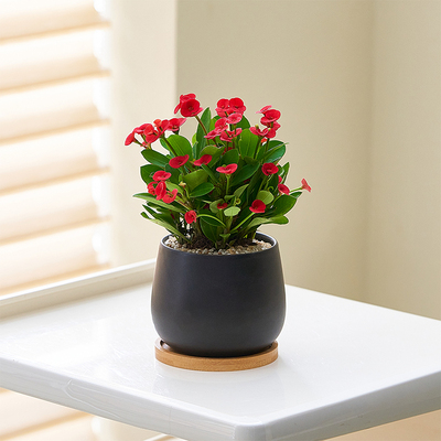 【小红花】虎刺梅耐旱盆栽阳台绿植物四季开花卉好养活办公室桌面