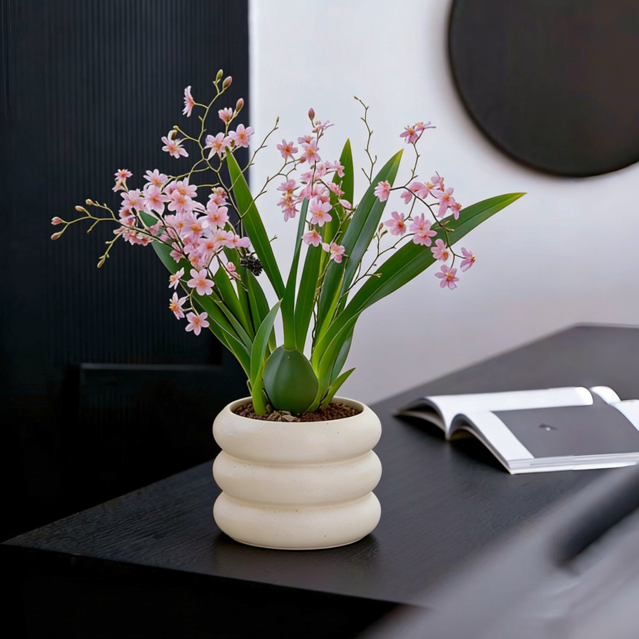 粉色兰花盆栽室内桌面装饰绿植花卉含盆陶瓷花盆梦香兰年宵花冬季,鲜花速递/花卉仿真/绿植园艺,国兰/杂交兰/洋兰类,淘宝优惠券,粉丝福利购,淘宝优惠卷