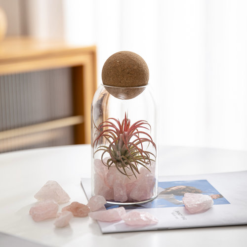 空气凤梨无土新奇植物创意礼物摆件办公室桌面绿植小盆栽懒人好养