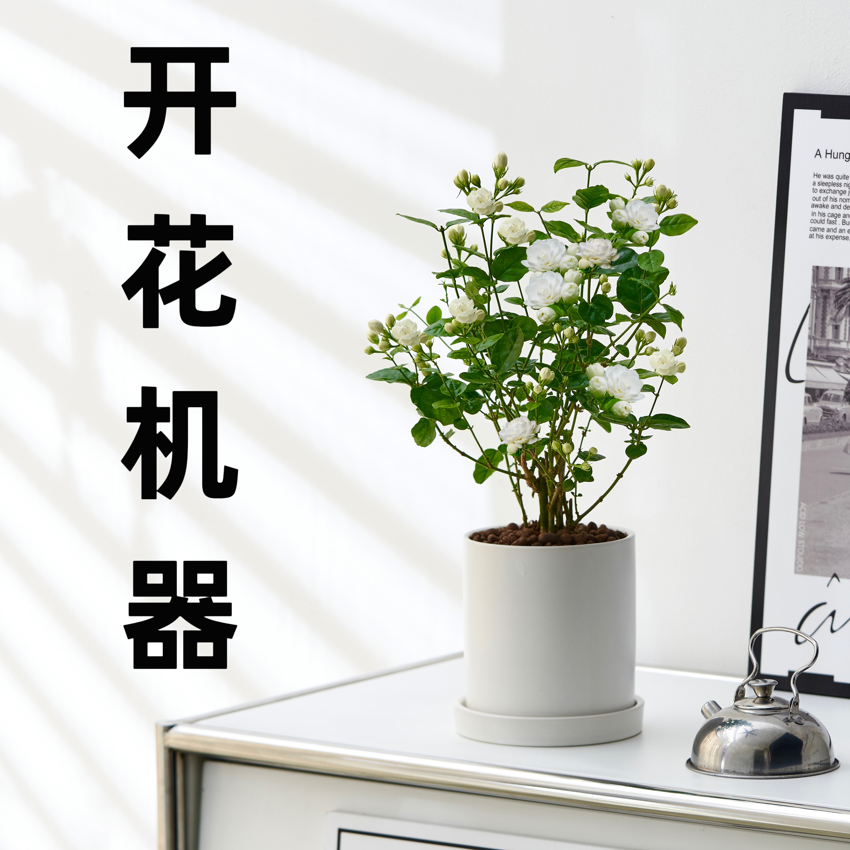 茉莉花阳台花卉盆栽开花浓香