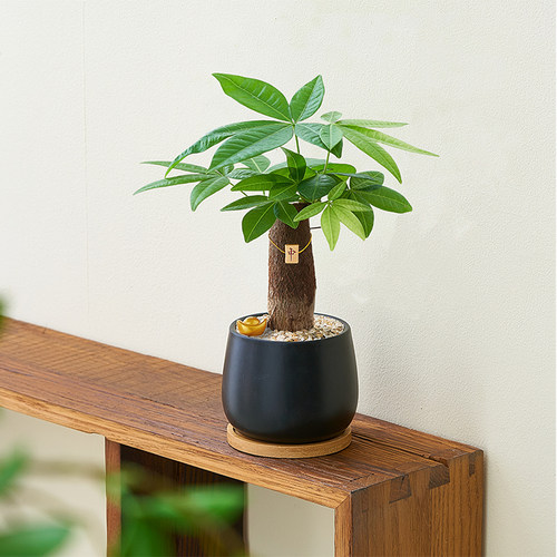 【发财中】发财树盆栽室内绿植物