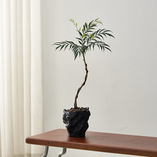 十大功劳新中式绿植盆栽客厅室内桌面侘寂风氛围植物茶几小众盆景