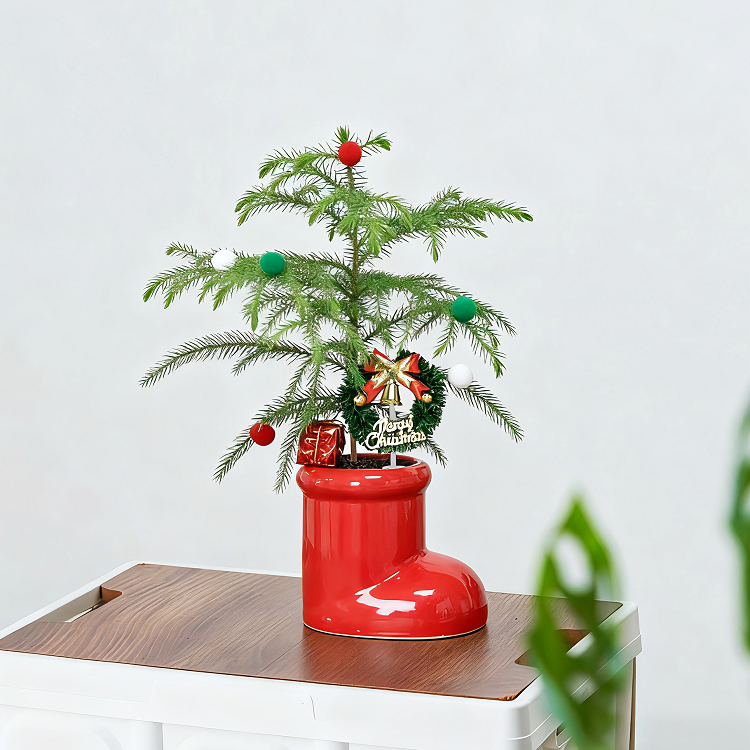 圣诞氛围南洋杉盆栽室内桌面绿植