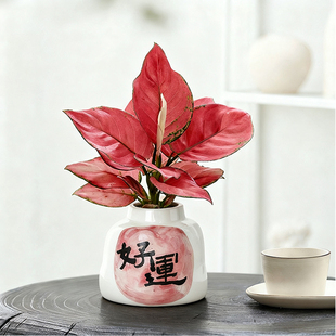 【好运】水培绿植物室内桌面趣味工位小盆栽鸭脚木绿萝懒人好养活