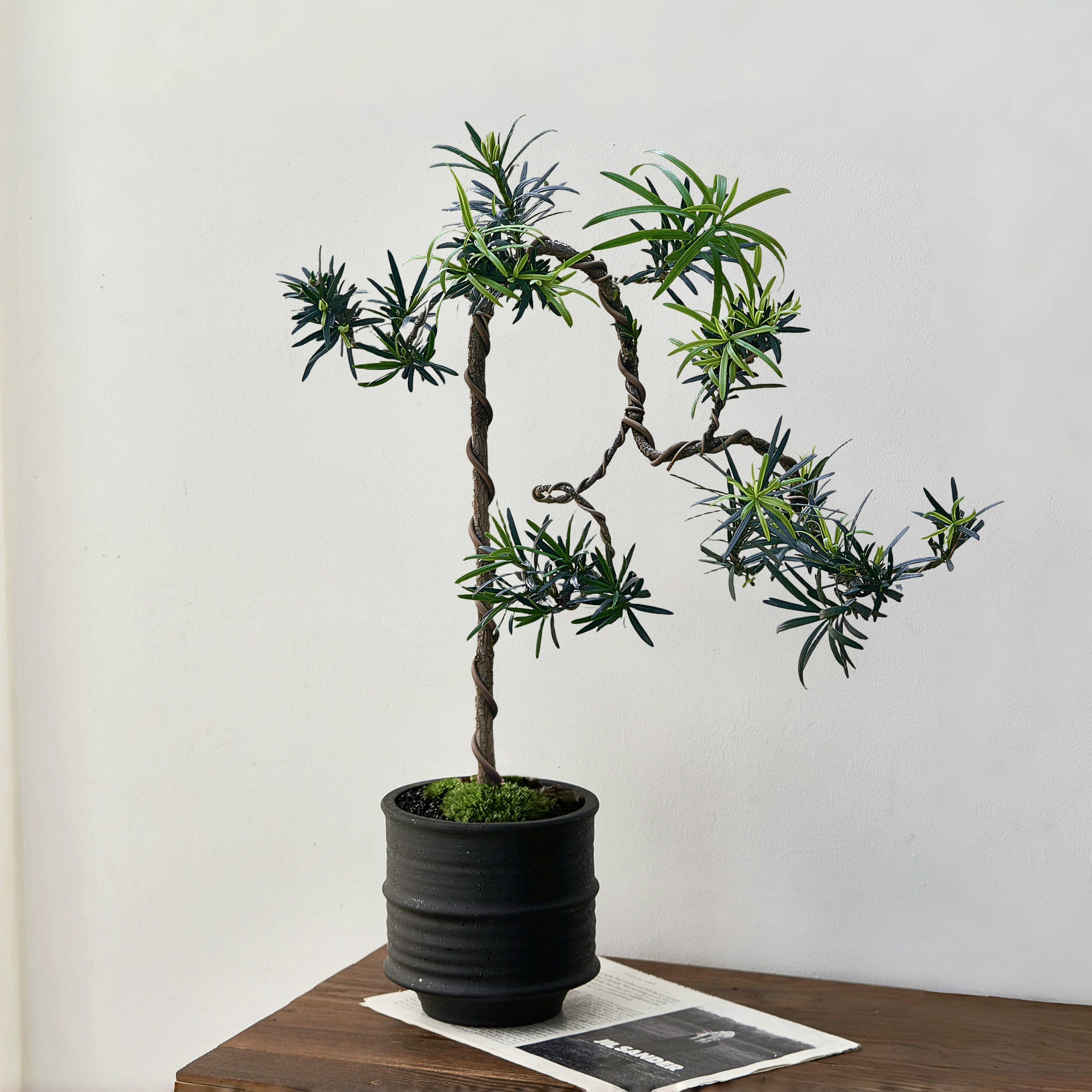 新中式文人造型罗汉松盆景盆栽侘寂风禅意客厅玄关茶室桌面绿植物,鲜花速递/花卉仿真/绿植园艺,造型盆景,淘宝优惠券,粉丝福利购,淘宝优惠卷