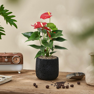 开花鸿运当头植物好养净化空气 红掌室内客厅花卉绿植盆栽桌面四季