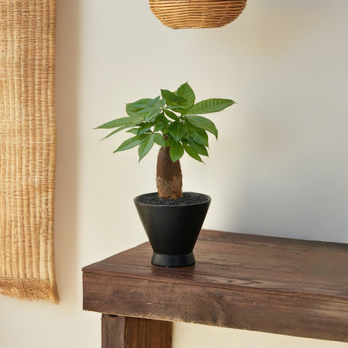 招财绿植发财树侘寂风室内植物