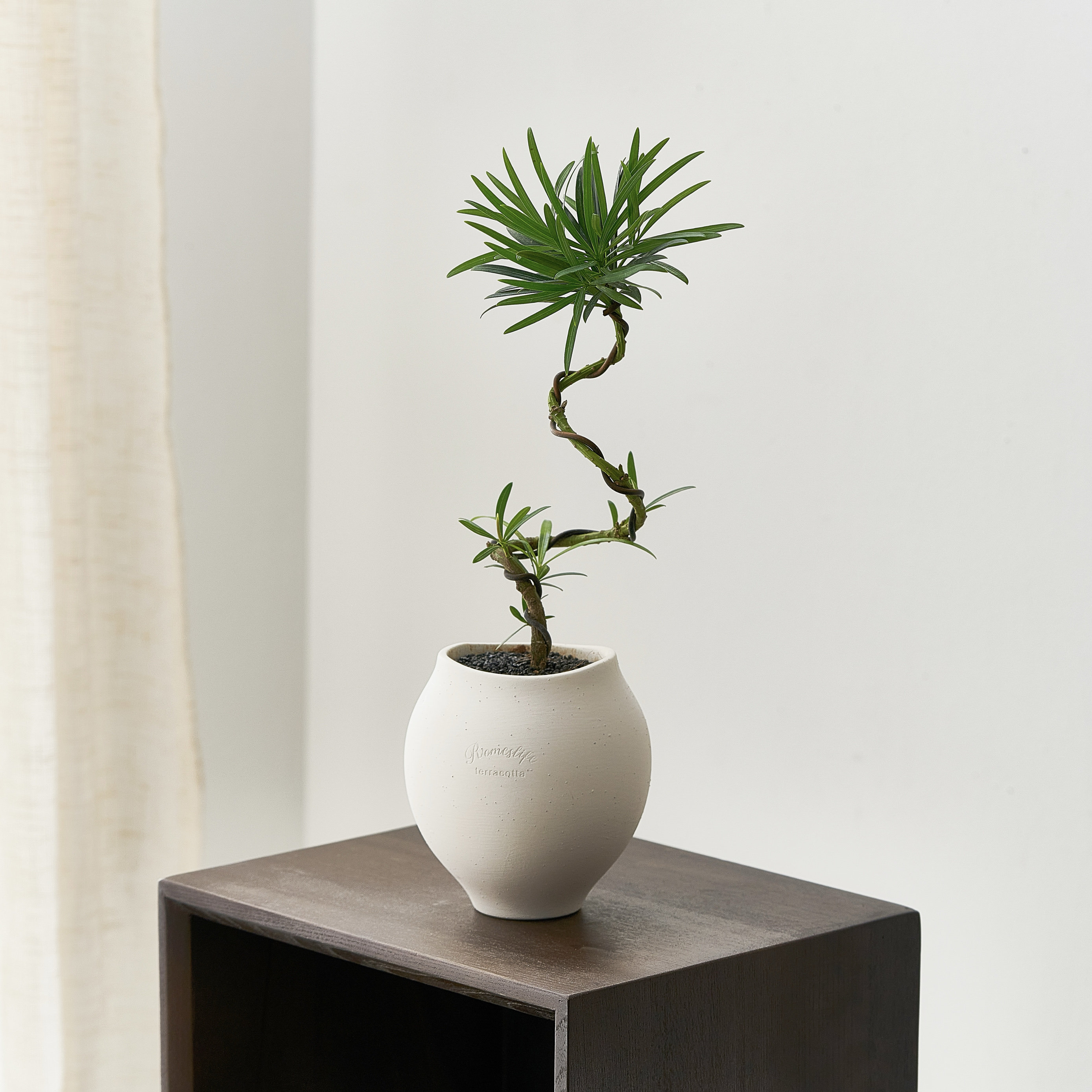 新中式造型罗汉松室内桌面好养活