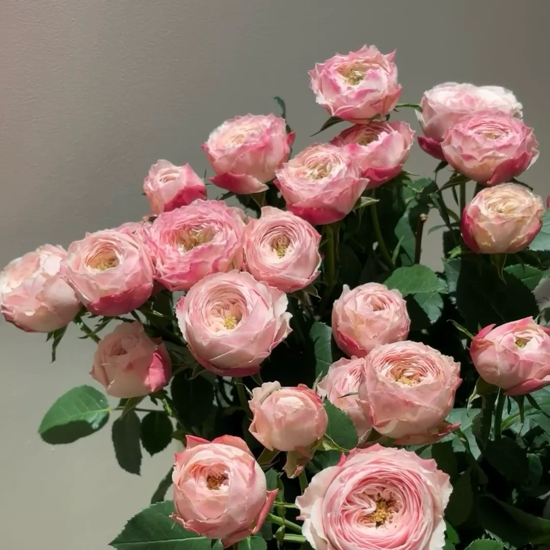 上海快递。鲜花多头玫瑰酷皮10支奥斯汀花园玫瑰
