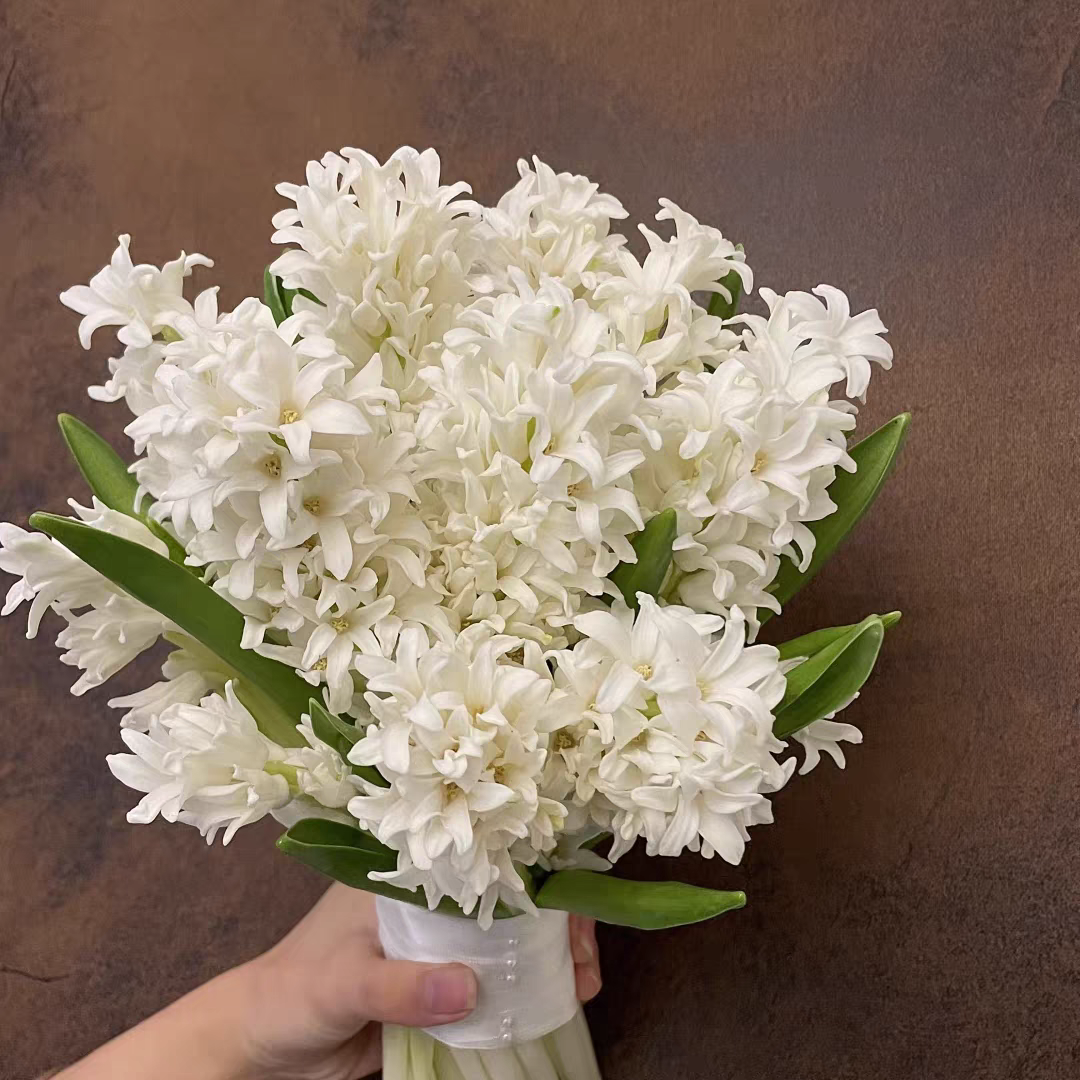 上海鲜花,荷兰进口风信子5支清香