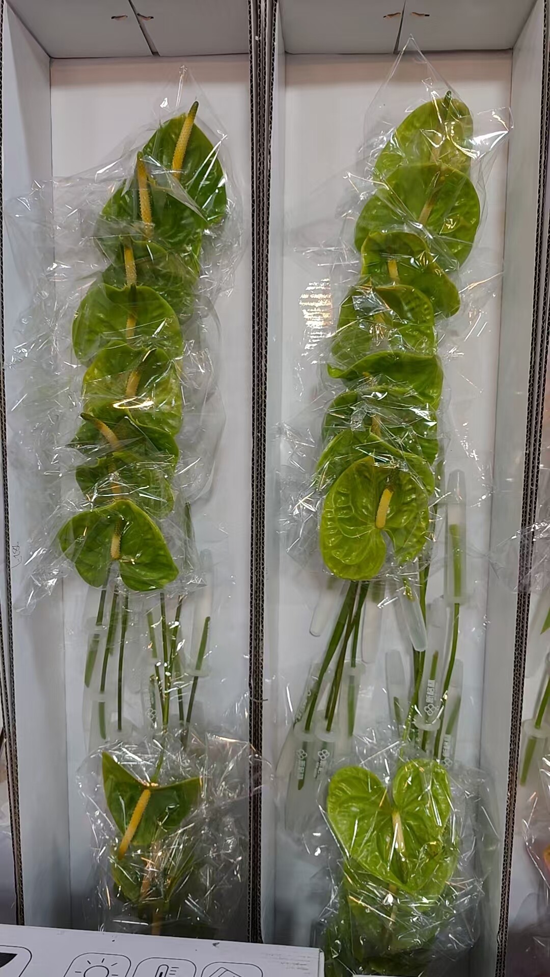 上海鲜花，鲜切花绿色掌1支16/10支一盒小号，顺丰同城派送