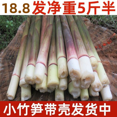 野生新鲜小竹笋笋尖江西现挖甜小笋子春笋非雷笋手剥油焖火锅山笋