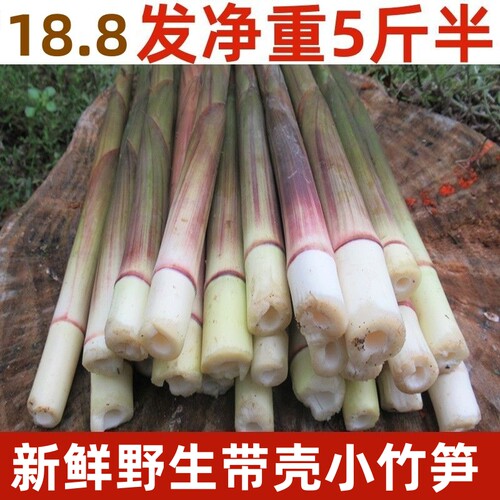野生新鲜小竹笋笋尖江西现挖甜小笋子春笋非雷笋手剥油焖火锅山笋